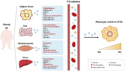 Organokines and Exosomes: Integrators of Adipose Tissue Macrophage Polarization and Recruitment in Obesity